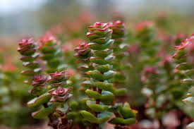 Image result for Crassula globularioides