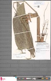 Image result for Sarcophrynium