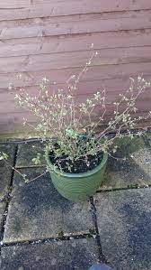 Maybe you would like to learn more about one of these? Pruning Salvia Hot Lips Beginner Bbc Gardeners World Magazine
