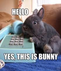 Check spelling or type a new query. 32 Funny Bunny Ideas Funny Bunnies Bunny Funny