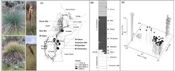 Image result for Carex runssoroensis