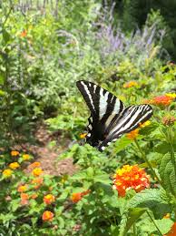 Maybe you would like to learn more about one of these? Growing A Butterfly Garden Flower Magazine