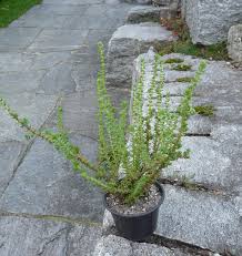 Image result for Crassula schimperi