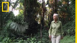 Jane goodall spends time with her family in tanzania and returns to her wild eden. Returning To Her Roots Jane The Hope Youtube