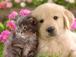 perros y gatos buscar con google cute puppies and kittens cute puppies pets