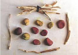 Image result for Cola natalensis