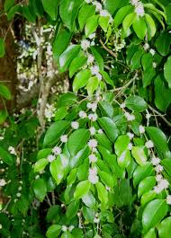 Image result for Eugenia aschersoniana