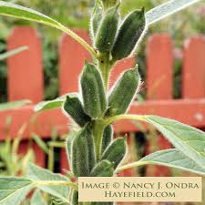 Image result for Sesamum