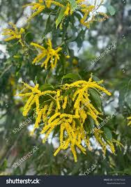 Image result for Acacia auriculiformis