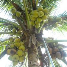 Kelapa matag ialah kelapa hibrid yang dihasilkan daripada pendebungaan silang kelapa rendah malaya dan kelapa tagnanan. Pembekal Benih Kelapa Matag