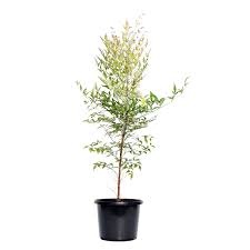 270mm Sacred Bamboo Nandina Domestica Bunnings Warehouse Shrubs Japanese Garden Bamboo