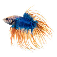 Bumblebee is ready to roll out! Male Lunar Flare Bettas For Sale Order Online Petco