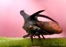 Image result for Oxyrhachis