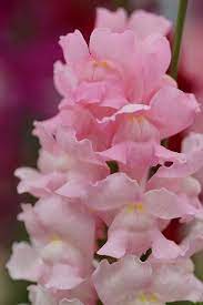 Pin On Flowers