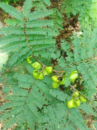 Image result for Libidibia coriaria