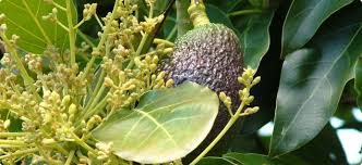 The flowers are light green and hang near the ends of the branches, in long clusters called varieties. Growing Avocados Flowering Pollination And Fruit Set Agriculture And Food