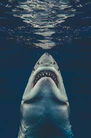 In lake superior there were pictures of a shark taken near mccarty's cove. Brave Photographer Recreated Jaws Poster With Real Great White Shark