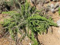 Image result for Cissus humbertii