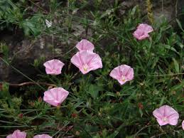 Image result for Convolvulus goyderi
