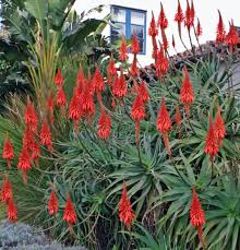 Image result for Aloe arborescens