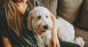 These colors are all controlled by the same gene. Goldendoodle Names Best Goldendoodle Dog Names For Cute Pups