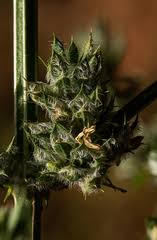 Image result for Dicliptera verticillata