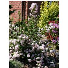 Image result for Deutzia x hybrida ′Mont Rose