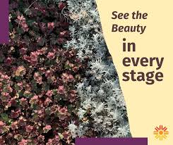 Image result for Erlangea remifolia