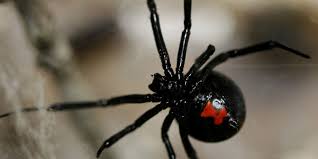 What kind of web do black widows have? Except In The Super Market Deadly Spiders Found On Grapes In Several States Venomous Animals Spider Spider Bites