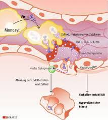 Risk factors include exposure to african green monkeys and certain bats; Hamorrhagische Fieber Gefahrliche Viren Auf Dem Vormarsch Pz Pharmazeutische Zeitung