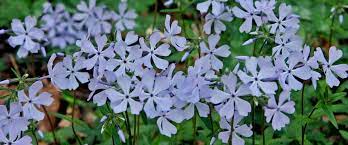What flowers grow well in north carolina. 700 Bird Friendly Native Plants For North Carolina Audubon North Carolina