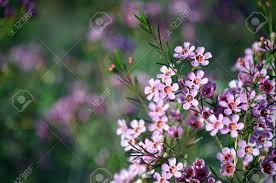 They need less fertilizers, pesticides or use less water. Pink Flowers Of The Australian Native Geraldton Wax Chamelaucium Stock Photo Picture And Royalty Free Image Image 132589476