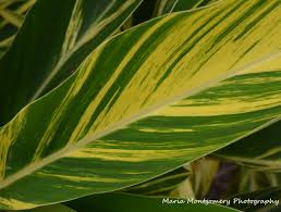 Works well in containers and can be used as an indoor specimen. How To Prune Variegated Ginger In The Garden With Maria