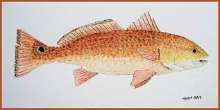 Redfish Drawings Study Of A Redfish Sciaenops Ocellatus By Thom Glace Redfish Art Red Fish Fish Art