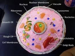 We did not find results for: Animal Cell Cake Model Shefalitayal