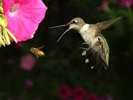 You wouldn't want your favorite grocery store to only be open for one month of the year. Ruby Throated Hummingbird
