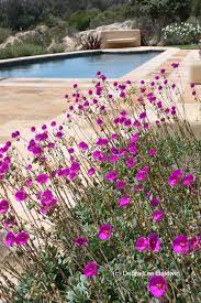 Succulent house plants are generally best in their own display due to their special watering requirements they don't mix well with other jungle type dramatic, fragrant white and purple flowers will appear in the summer. Spectacular Succulent Flowers