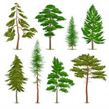 Pine Images Free Vectors Stock Photos Psd
