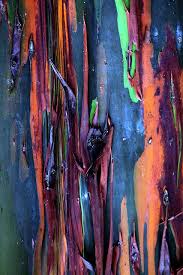 Rainbow Eucalyptus Tree Rainbow Eucalyptus Tree Rainbow Eucalyptus Eucalyptus Tree