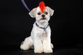 Pin By Olive Emory On Animals Dog Mohawk Dog Haircuts Shih Tzu Puppy