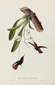Are you searching for tropical bird png images or vector? Jean Theodore Descourtilz Pageantry Of Tropical Birds Artemis