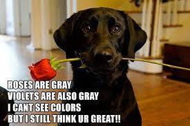 17 Valentine S Day Memes That Will Have You Loving Valentines Day I Can Has Cheezburger Around valentine's day, these strange valentine cards start popping up everywhere, and they're hilariously fun. loving valentines day
