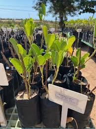 Image result for Siphonochilus kilimanensis