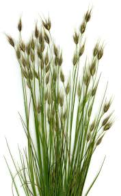 Image result for Isachne mauritiana