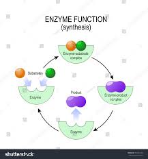 Enzyme Function Synthesis Substrate Product Enzyme