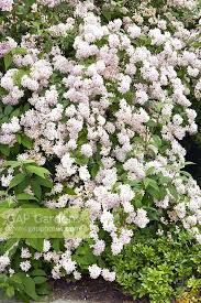 Image result for Deutzia x hybrida ′Mont Rose