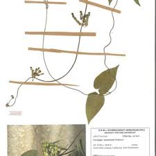 Image result for Cynanchum mulanjense