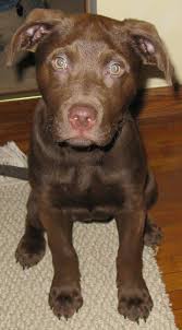 The most common lab pit mix material is cotton. Blue Pitbull And Lab Mix Novocom Top