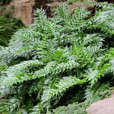 Maybe you would like to learn more about one of these? Holly Ferns For Sale Fastgrowingtrees Com