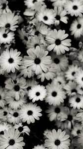 Black white background full hd. Black And White Flower Wallpapers Top Free Black And White Flower Backgrounds Wallpaperaccess